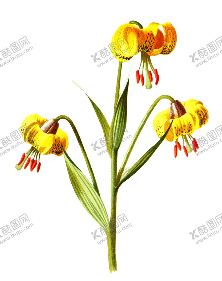 编号：29722310281029311792【酷图网】源文件下载-复古花朵植物图案