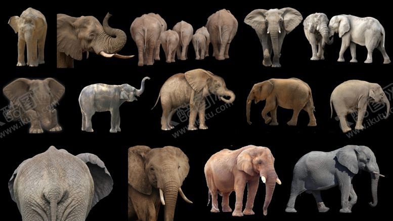 编号：58763110102232158729【酷图网】源文件下载-大象png免扣图片
