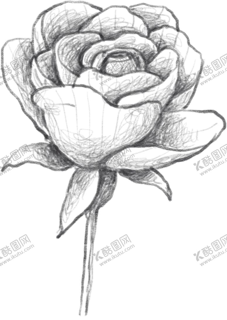 编号：43034210032036138716【酷图网】源文件下载-玫瑰花素描绘画