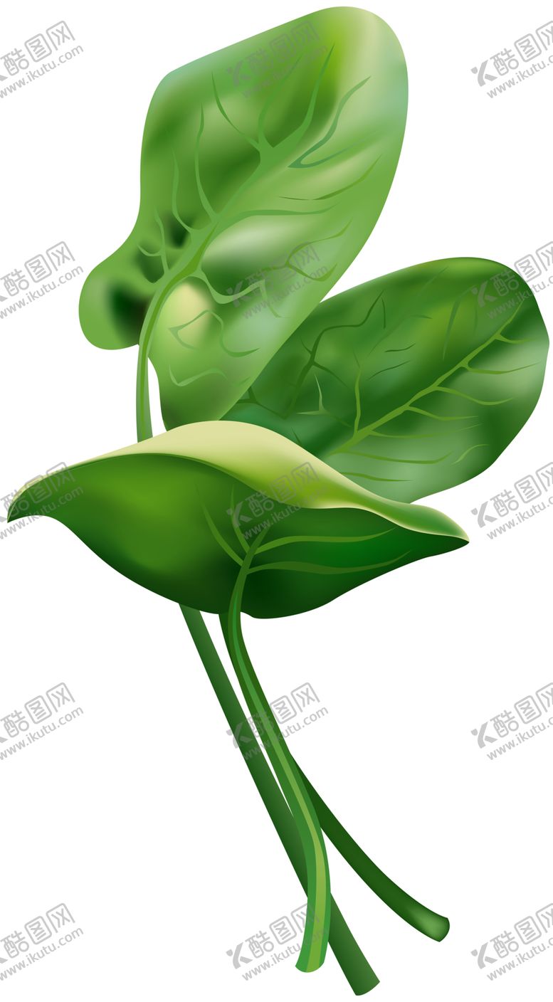 编号：68811004211415326056【酷图网】源文件下载-菠菜