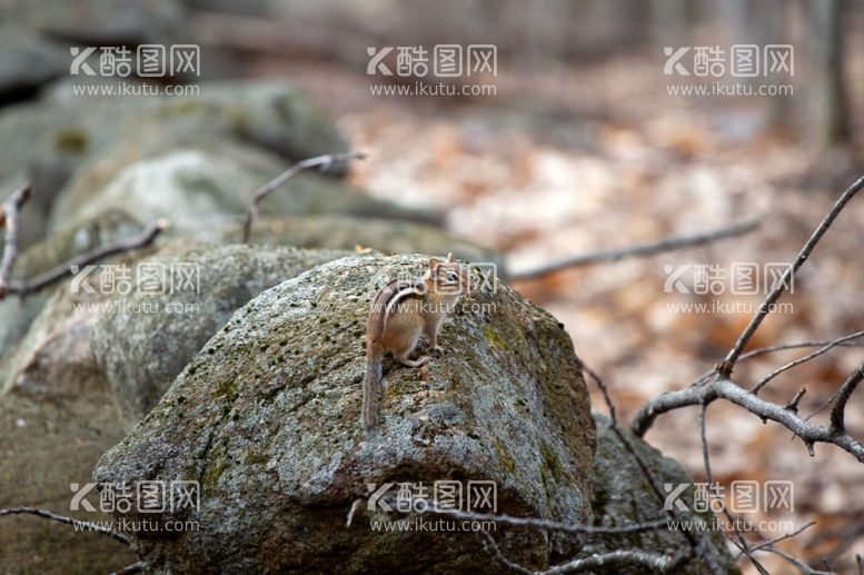 编号：91630912172348558783【酷图网】源文件下载-花栗鼠图片