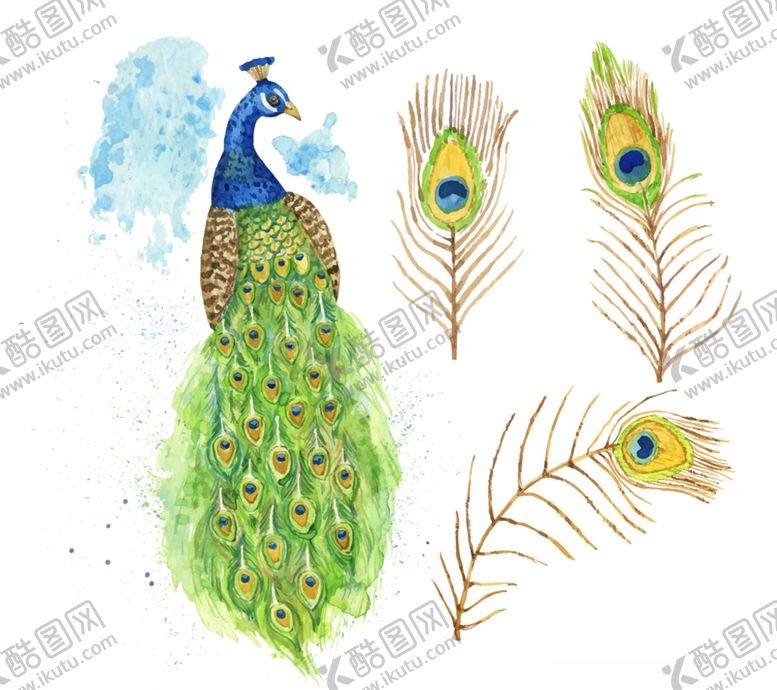 编号：80390507082157082524【酷图网】源文件下载-彩绘孔雀和3款孔雀羽毛A矢量图
