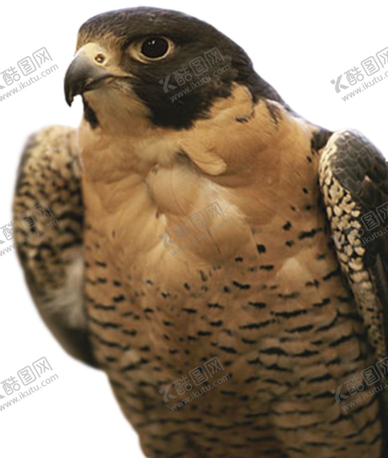 编号：69814603280258508321【酷图网】源文件下载-老鹰