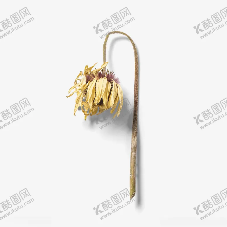 编号：80115502201501103419【酷图网】源文件下载-干花