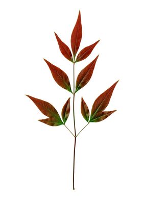 超高清扫描抠图南天竹的叶子