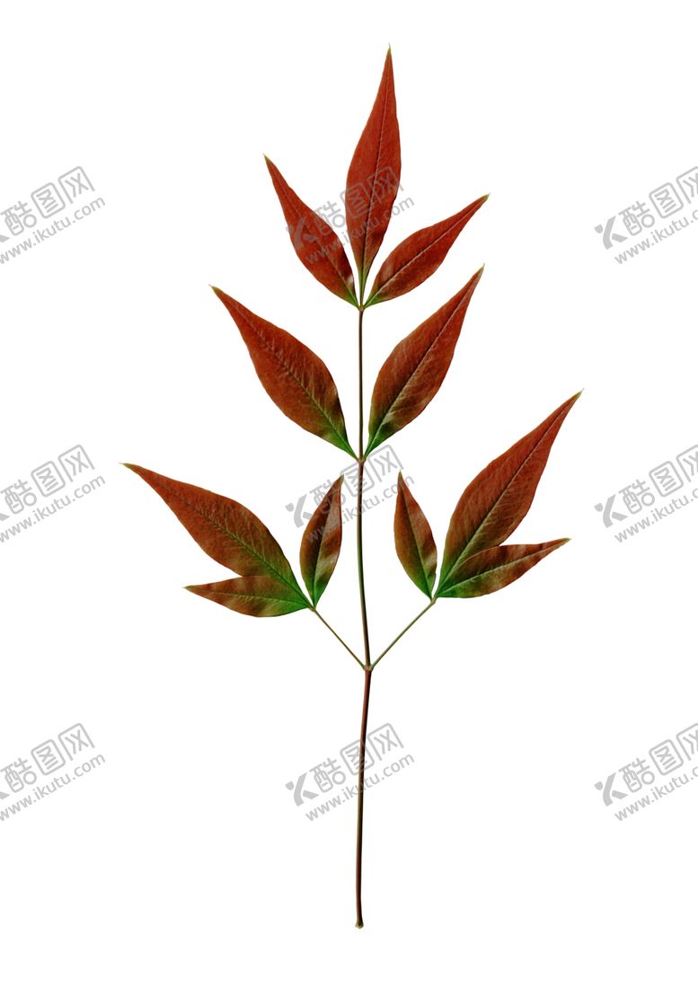 编号：56583807011616223012【酷图网】源文件下载-超高清扫描抠图南天竹的叶子