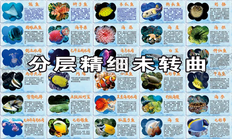 编号：89637601250420087088【酷图网】源文件下载-海洋生物简介