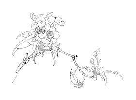 工笔花卉兰花