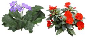矮花卉