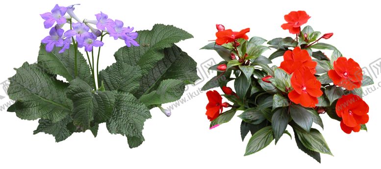 编号：57042310271156547518【酷图网】源文件下载-矮花卉