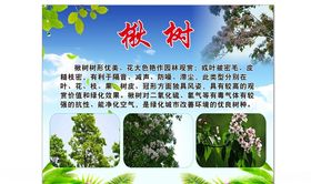 楸树园林绿化造型牌