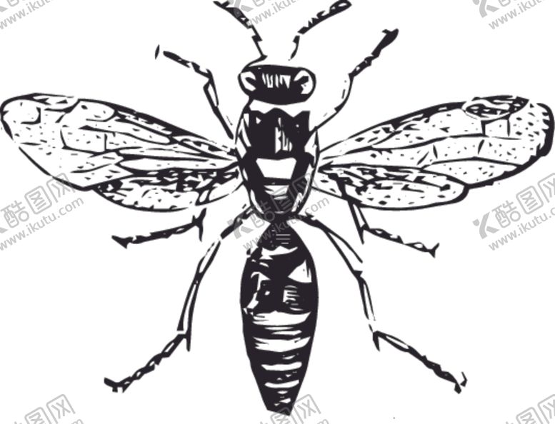 编号：56062510030455049117【酷图网】源文件下载-自然昆虫标本插画