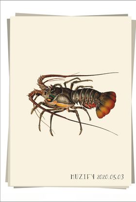 龙虾海洋生物图鉴