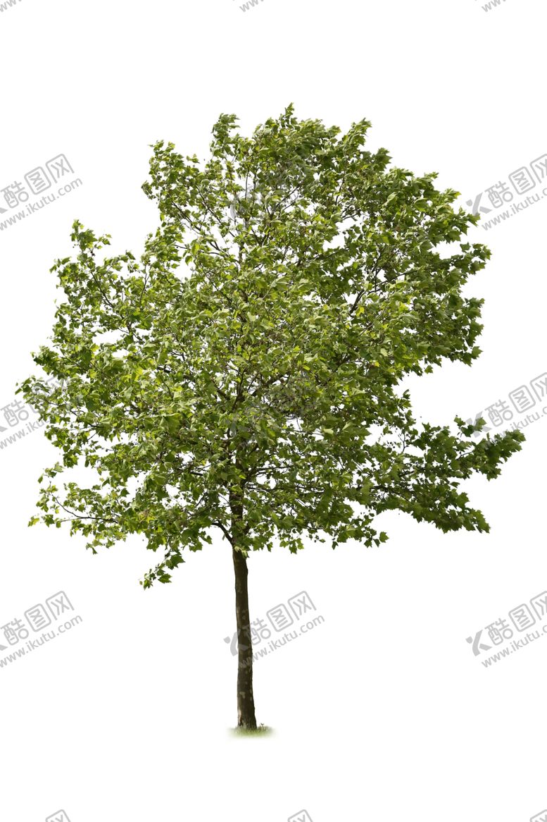 编号：42320612281831446011【酷图网】源文件下载-植物元素树木大树
