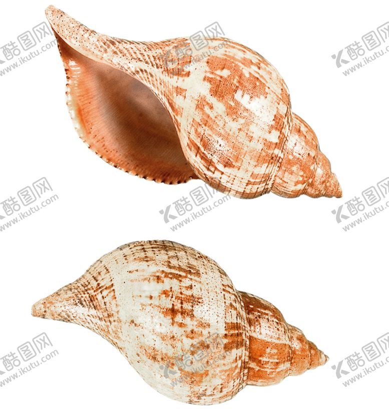 编号：25606005041133191323【酷图网】源文件下载-海螺