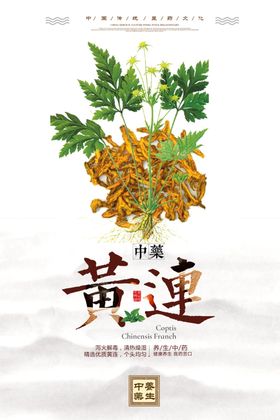 黄连