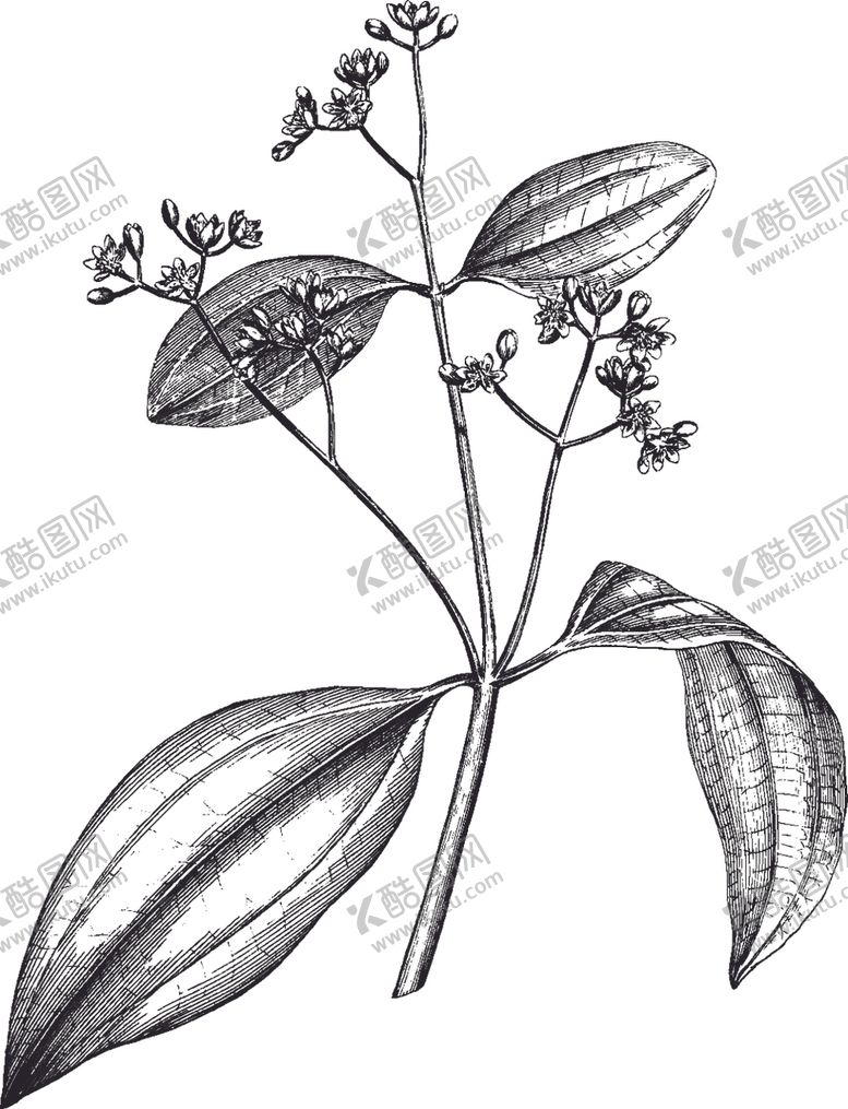 编号：32603606291351222359【酷图网】源文件下载-Ai矢量中草药素材
