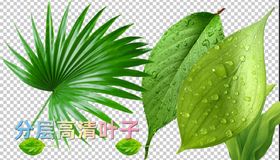 绿叶树叶树枝叶子绿色春天