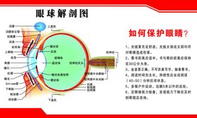 肛肠科系统解刨示意图