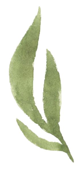 手绘植物花卉
