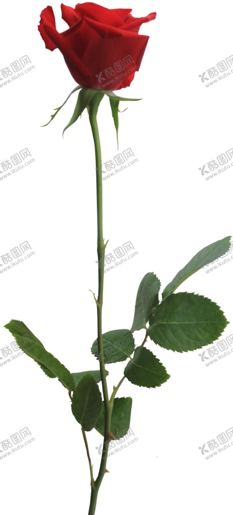 编号：73938404200340347082【酷图网】源文件下载-玫瑰