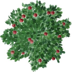 手绘植物
