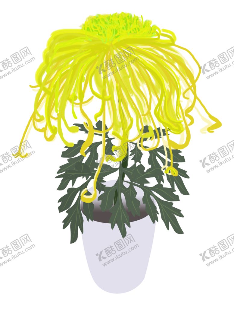 编号：79223407130253155135【酷图网】源文件下载-菊花素材