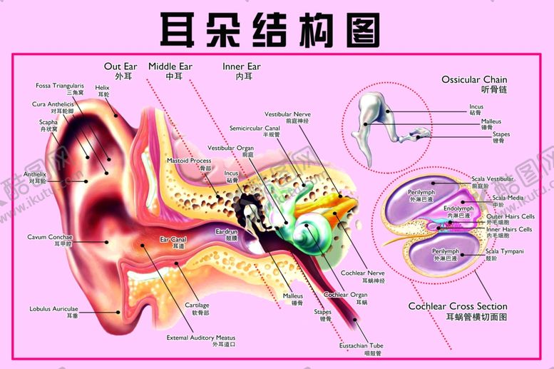 编号：80497610041923334477【酷图网】源文件下载-耳朵结构图