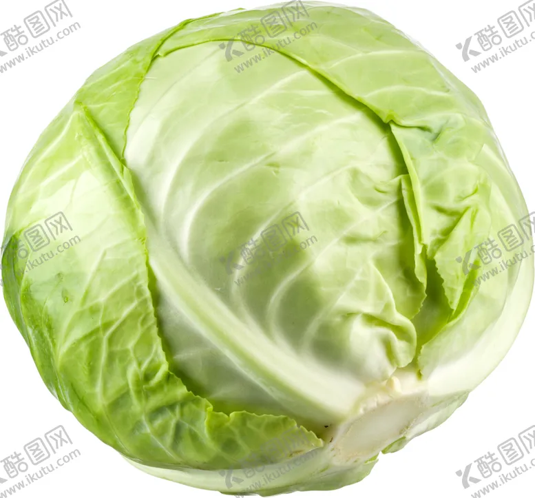 编号：46975601312046563244【酷图网】源文件下载-卷心菜
