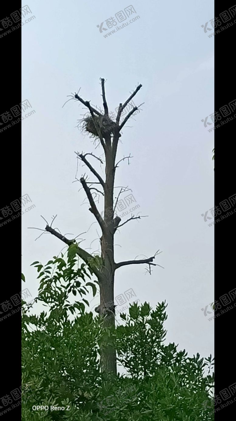 编号：78949910171608538577【酷图网】源文件下载-鸟恋独树