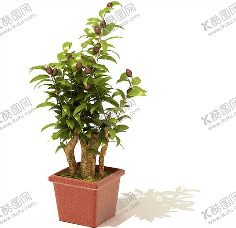 编号：70599004231149284054【酷图网】源文件下载-山茶花