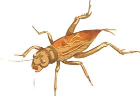 蚂蚱昆虫插画
