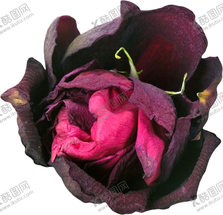 编号：62573010010150242428【酷图网】源文件下载-暗黑风恐怖花朵