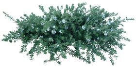 高清免扣植物
