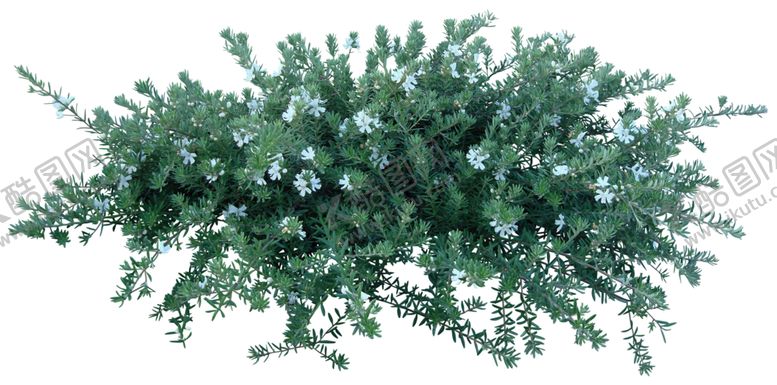 编号：41376810221943477025【酷图网】源文件下载-免扣植物