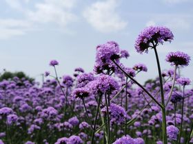 马鞭草紫色鲜花