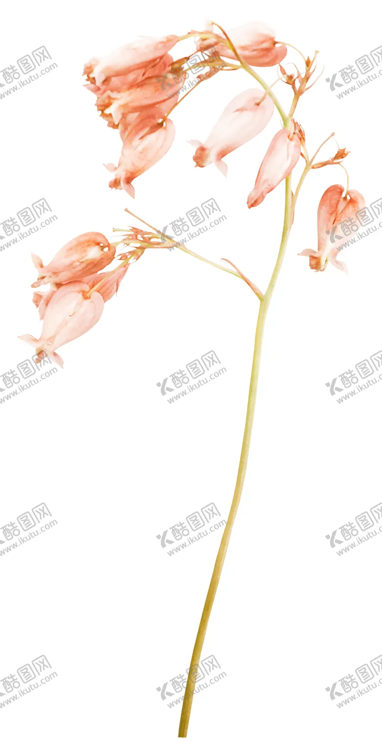 编号：29327801240418181163【酷图网】源文件下载-树叶 