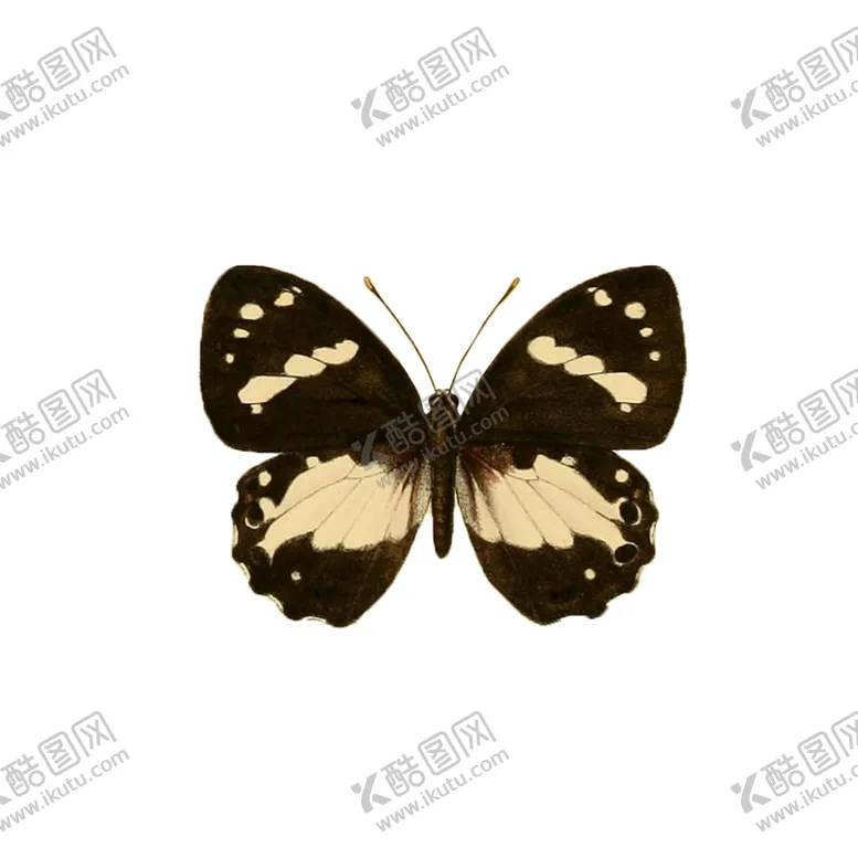 编号：51652009121328179550【酷图网】源文件下载-透明免扣高清蝴蝶