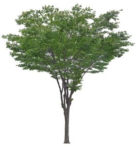 园林植物