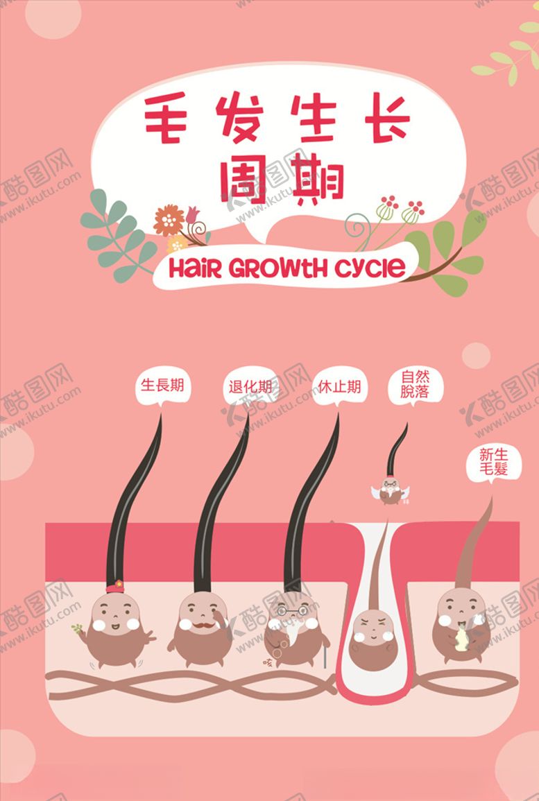 编号：75694207021651518734【酷图网】源文件下载-毛发生长周期