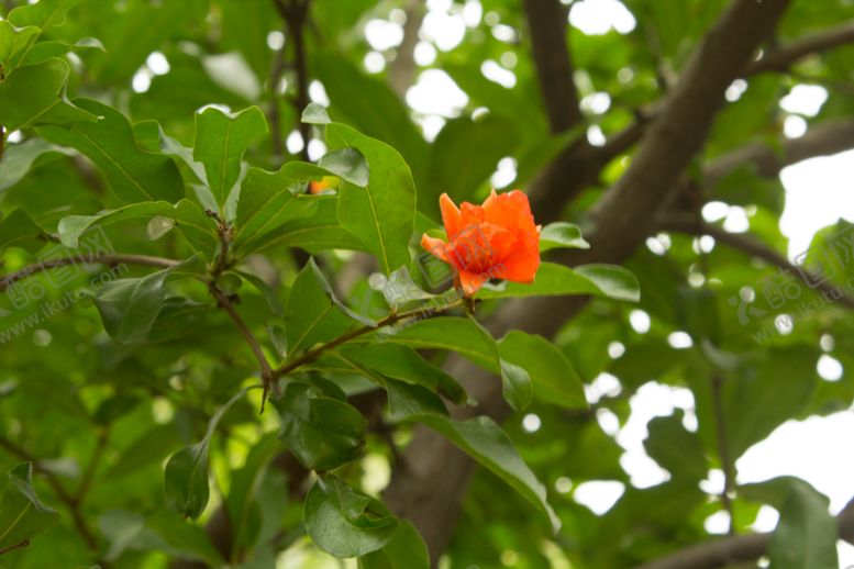 编号：58397909101929501556【酷图网】源文件下载-石榴花