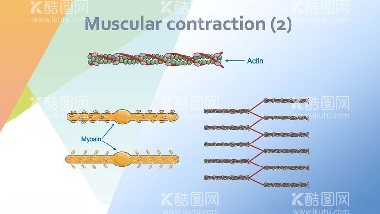 编号：72593712181310555716【酷图网】源文件下载-肌肉收缩