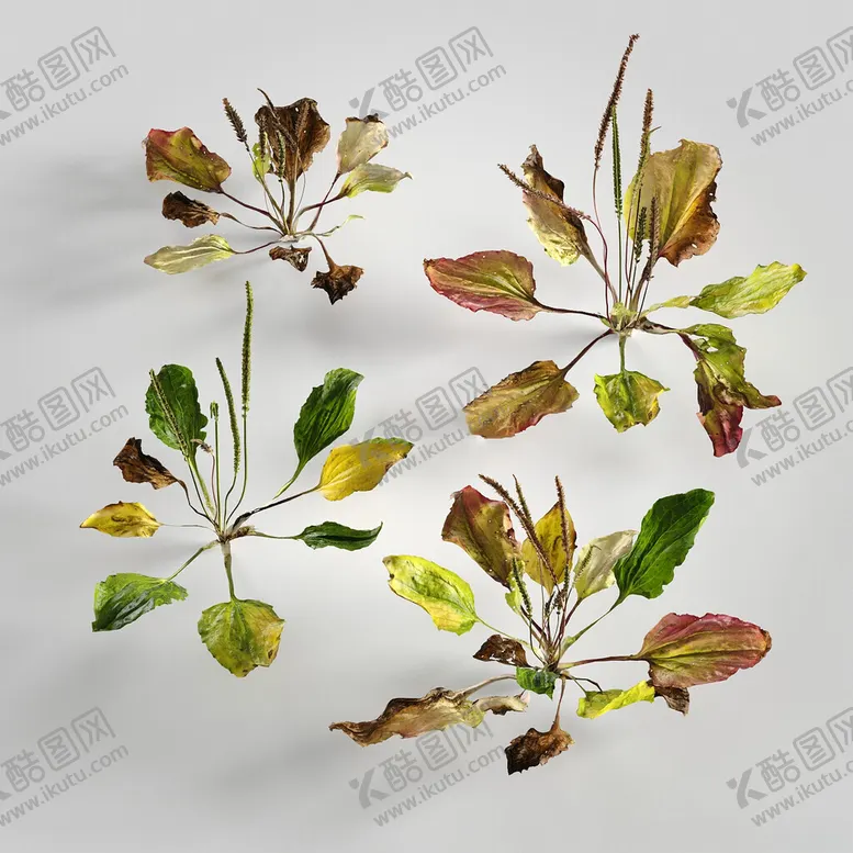 编号：91507702171722164155【酷图网】源文件下载-C4D模型绿色植物