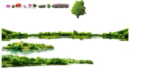 植物苗木花草简介牌樱花
