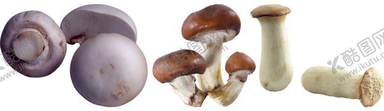 编号：90784809181617078371【酷图网】源文件下载-蘑菇png免扣高清素材