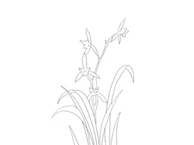 兰花