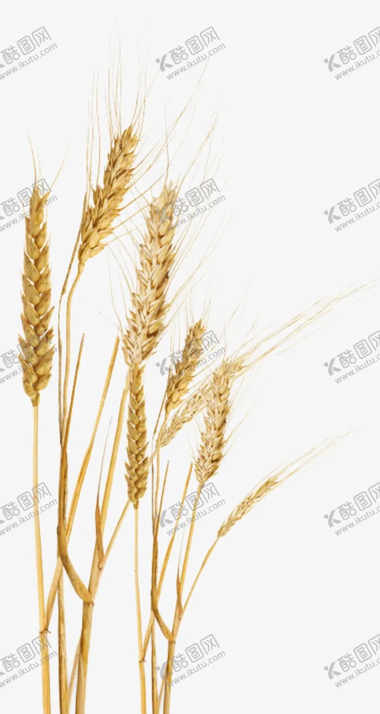 编号：32246102131530017618【酷图网】源文件下载-麦穗小麦图片