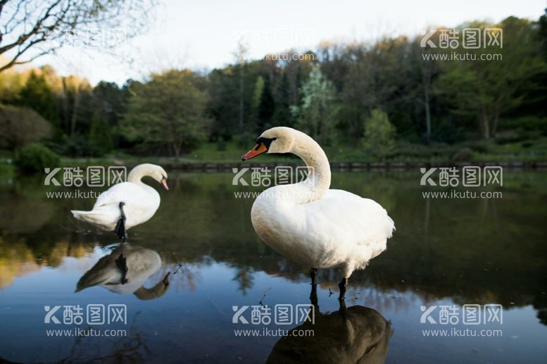 编号：67169012271110161028【酷图网】源文件下载-天鹅