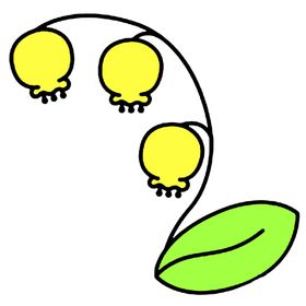 灯笼花