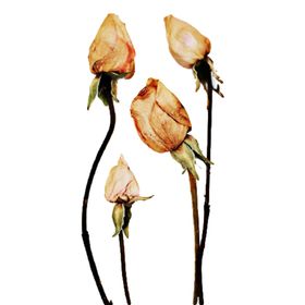 免抠背景干花枯花